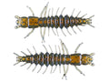 Nikko Zaza Hellgrammite 4.25" | 3pk