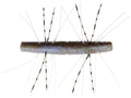ZMan Fuzzy TRD 4pk | 2.75
